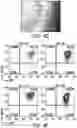 Fig. 11 - Genomic engineering of pluripotent cells