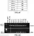 Fig. 12 - Genomic engineering of pluripotent cells