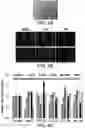 Fig. 13 - Genomic engineering of pluripotent cells