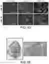Fig. 14 - Genomic engineering of pluripotent cells