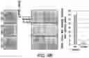 Fig. 16 - Genomic engineering of pluripotent cells