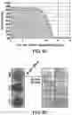 Fig. 17 - Genomic engineering of pluripotent cells