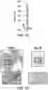 Fig. 19 - Genomic engineering of pluripotent cells