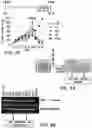 Fig. 20 - Genomic engineering of pluripotent cells