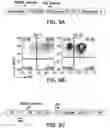 Fig. 24 - Genomic engineering of pluripotent cells