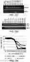 Fig. 27 - Genomic engineering of pluripotent cells