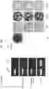 Fig. 32 - Genomic engineering of pluripotent cells