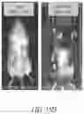 Fig. 36 - Genomic engineering of pluripotent cells