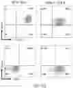 Fig. 37 - Genomic engineering of pluripotent cells