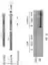 Fig. 40 - Genomic engineering of pluripotent cells