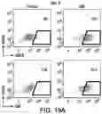 Fig. 41 - Genomic engineering of pluripotent cells