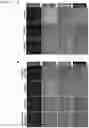 Fig. 07 - COMPOSITIONS AND METHODS FOR NUCLEIC ACID AND/OR PROTEIN PAYLOAD DELIVERY
