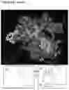 Fig. 146 - COMPOSITIONS AND METHODS FOR NUCLEIC ACID AND/OR PROTEIN PAYLOAD DELIVERY