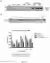Fig. 05 - Gene-therapy vectors for treating cardiomyopathy