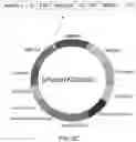 Fig. 04 - Methylotrophic microorganisms expressing soluble methane monooxygenase proteins