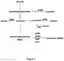 Fig. 02 - Microbes and methods for improved conversion of a feedstock