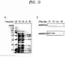 Fig. 04 - Recombinant microorganism and method for production of formic acid by using same