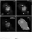 Fig. 09 - Molecular sensors and uses thereof