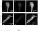 Fig. 18 - Molecular sensors and uses thereof