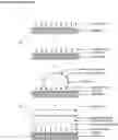 Fig. 01 - Nucleic acid hybridization assay