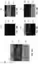 Fig. 20 - METHODS FOR INCREASING ADHESION BETWEEN METALLIC FILMS AND GLASS SURFACES AND ARTICLES MADE THEREFROM