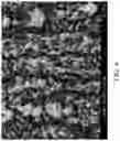 Fig. 05 - Micro-roughened electrodeposited copper foil and copper foil substrate