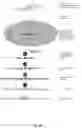 Fig. 56 - High-throughput immune sequencing
