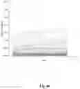 Fig. 64 - High-throughput immune sequencing