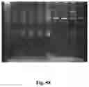 Fig. 74 - High-throughput immune sequencing