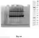 Fig. 80 - High-throughput immune sequencing
