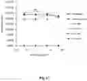 Fig. 83 - High-throughput immune sequencing