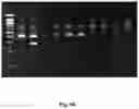Fig. 84 - High-throughput immune sequencing