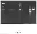 Fig. 88 - High-throughput immune sequencing