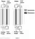 Fig. 03 - Process for producing biomethane from a biogas stream, comprising solidification of the impurities