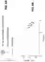 Fig. 24 - Optical imaging of single molecule size, charge, mobility, binding and conformational change