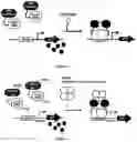 Fig. 07 - CHIMERIC RECEPTOR FOR USE IN WHOLE-CELL SENSORS FOR DETECTING ANALYTES OF INTEREST