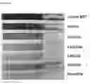 Fig. 14 - ASSAY