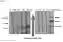 Fig. 16 - ASSAY