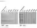 Fig. 19 - ASSAY
