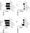 Fig. 65 - Blood profiling with protease inhibitors