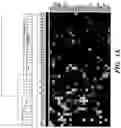 Fig. 02 - Diagnostic and prognostic methods for lung disorders using gene expression profiles from nose epithelial cells