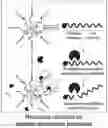 Fig. 01 - Lung protease nanosensors and uses thereof