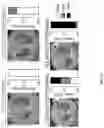 Fig. 16 - Lung protease nanosensors and uses thereof