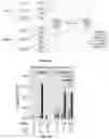 Fig. 19 - Lung protease nanosensors and uses thereof