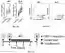 Fig. 26 - Lung protease nanosensors and uses thereof