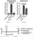 Fig. 29 - Lung protease nanosensors and uses thereof