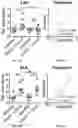 Fig. 30 - Lung protease nanosensors and uses thereof