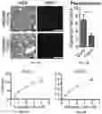 Fig. 31 - Lung protease nanosensors and uses thereof