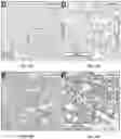 Fig. 40 - Lung protease nanosensors and uses thereof