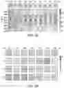 Fig. 25 - Broadband achromatic flat optical components by dispersion-engineered dielectric metasurfaces